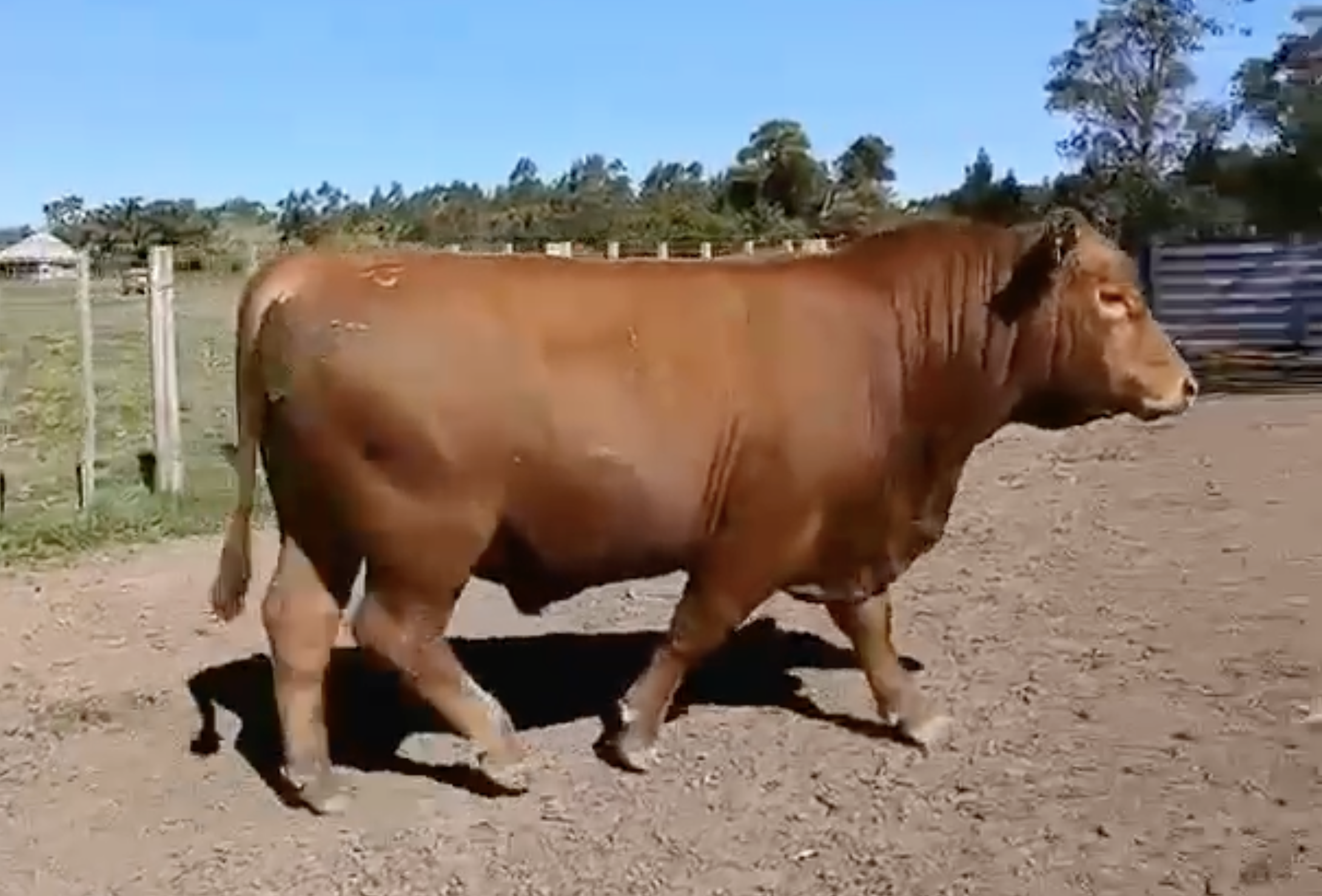 Foto del lote